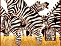 Zebra_Orgy.jpg